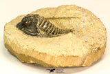 30818 - Nicely Preserved 1.44 Inch Cornuproetus sp Middle Devonian Trilobite