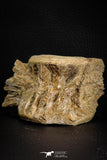 07638 - Top Beautiful 2.99 Inch Enchodus libycus Vertebra Bone Late Cretaceous
