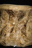 07638 - Top Beautiful 2.99 Inch Enchodus libycus Vertebra Bone Late Cretaceous