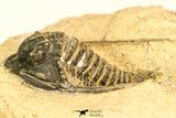 30818 - Nicely Preserved 1.44 Inch Cornuproetus sp Middle Devonian Trilobite