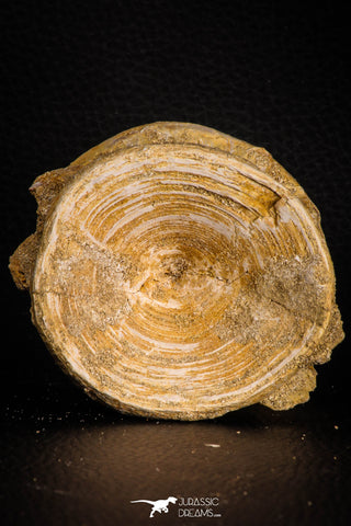 07639 - Top Beautiful 2.73 Inch Enchodus libycus Vertebra Bone Late Cretaceous