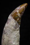 20682 - Extremely Rare 2.60 Inch Pappocetus lugardi (Whale Ancestor) Incisor Rooted Tooth