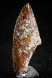 05155 - Nice Serrated 0.88 Inch Abelisaur Dinosaur Tooth Cretaceous KemKem Beds