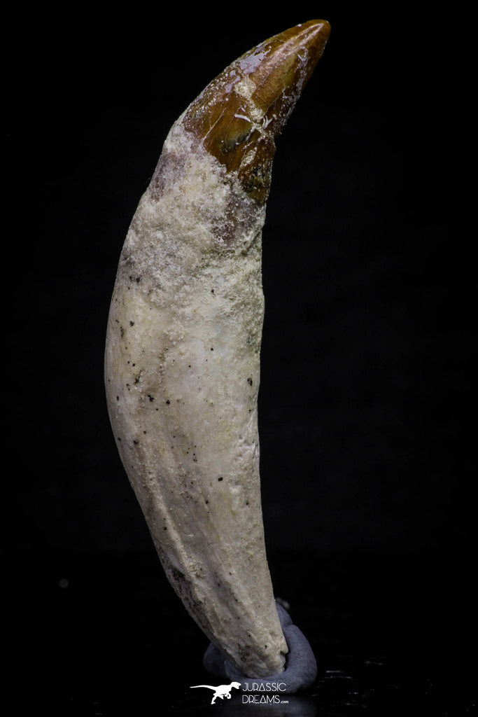 20682 - Extremely Rare 2.60 Inch Pappocetus lugardi (Whale Ancestor) Incisor Rooted Tooth