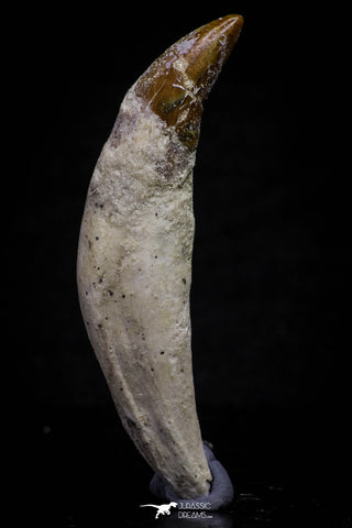 20682 - Extremely Rare 2.60 Inch Pappocetus lugardi (Whale Ancestor) Incisor Rooted Tooth