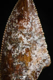 05155 - Nice Serrated 0.88 Inch Abelisaur Dinosaur Tooth Cretaceous KemKem Beds