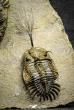 22083 - Museum Grade Association 2 Trident Walliserops trifurcatus Middle Devonian Trilobites