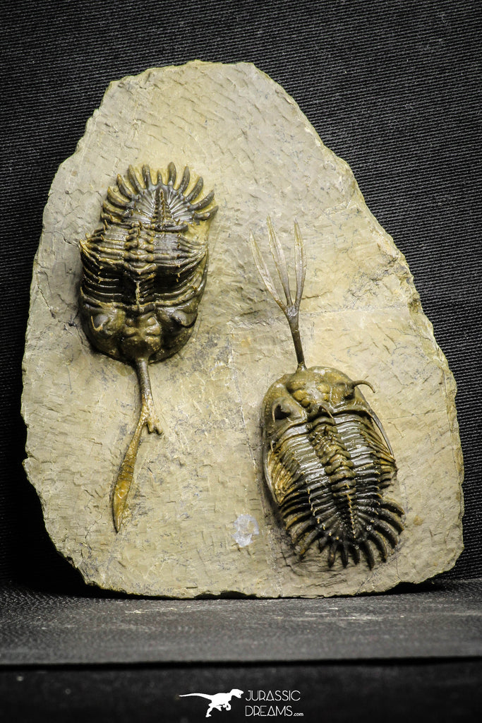 22083 - Museum Grade Association 2 Trident Walliserops trifurcatus Middle Devonian Trilobites