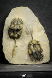 22083 - Museum Grade Association 2 Trident Walliserops trifurcatus Middle Devonian Trilobites