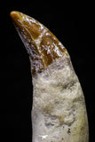 20682 - Extremely Rare 2.60 Inch Pappocetus lugardi (Whale Ancestor) Incisor Rooted Tooth