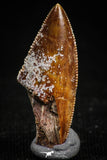 05155 - Nice Serrated 0.88 Inch Abelisaur Dinosaur Tooth Cretaceous KemKem Beds