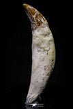 20682 - Extremely Rare 2.60 Inch Pappocetus lugardi (Whale Ancestor) Incisor Rooted Tooth