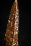 05155 - Nice Serrated 0.88 Inch Abelisaur Dinosaur Tooth Cretaceous KemKem Beds