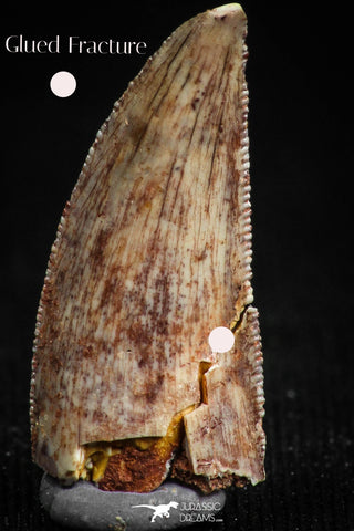 05156 - Nice Serrated 0.77 Inch Abelisaur Dinosaur Tooth Cretaceous KemKem Beds