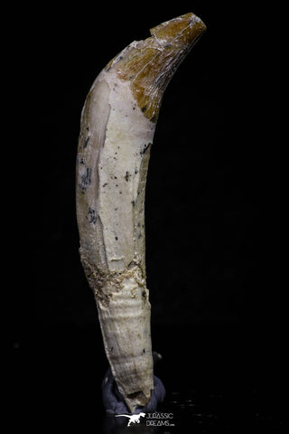 20683 - Extremely Rare 2.44 Inch Pappocetus lugardi (Whale Ancestor) Incisor Rooted Tooth