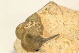30819 - Top Beautiful 1.08 Inch Onnia sp Ordovician Trilobite