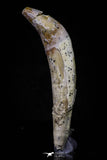 20683 - Extremely Rare 2.44 Inch Pappocetus lugardi (Whale Ancestor) Incisor Rooted Tooth