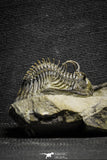 22084 - Museum Grade Trident 2.57 Inch Walliserops trifurcatus Middle Devonian Trilobite