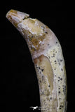 20683 - Extremely Rare 2.44 Inch Pappocetus lugardi (Whale Ancestor) Incisor Rooted Tooth