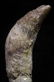 20684 - Extremely Rare 2.43 Inch Pappocetus lugardi (Whale Ancestor) Incisor Rooted Tooth