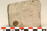 30810 - Nicely Prepared 0.80 Inch Onnia sp Ordovician Trilobite
