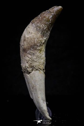 20684 - Extremely Rare 2.43 Inch Pappocetus lugardi (Whale Ancestor) Incisor Rooted Tooth