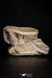 07640 - Top Beautiful 3.00 Inch Enchodus libycus Vertebra Bone Late Cretaceous