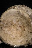 07640 - Top Beautiful 3.00 Inch Enchodus libycus Vertebra Bone Late Cretaceous