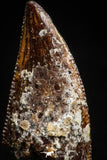 05157 - Nice Serrated 0.80 Inch Abelisaur Dinosaur Tooth Cretaceous KemKem Beds
