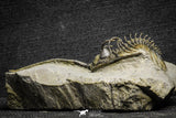 22084 - Museum Grade Trident 2.57 Inch Walliserops trifurcatus Middle Devonian Trilobite