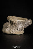 07640 - Top Beautiful 3.00 Inch Enchodus libycus Vertebra Bone Late Cretaceous