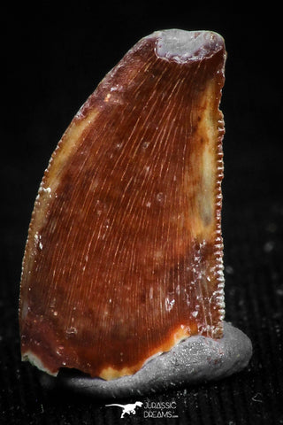 05158 - Nice Serrated 0.56 Inch Abelisaur Dinosaur Tooth Cretaceous KemKem Beds