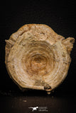 07641 - Top Beautiful 2.81 Inch Enchodus libycus Vertebra Bone Late Cretaceous