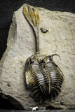 22084 - Museum Grade Trident 2.57 Inch Walliserops trifurcatus Middle Devonian Trilobite