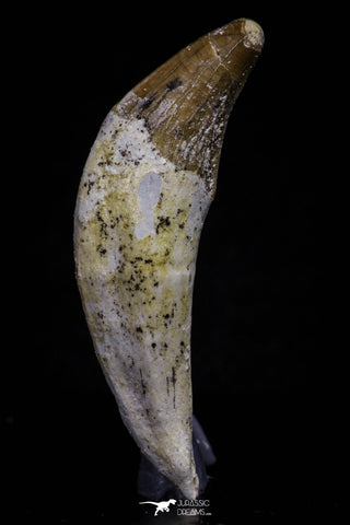20685 - Extremely Rare 2.39 Inch Pappocetus lugardi (Whale Ancestor) Incisor Rooted Tooth