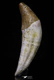 20685 - Extremely Rare 2.39 Inch Pappocetus lugardi (Whale Ancestor) Incisor Rooted Tooth