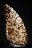 05159 - Nice Serrated 0.71 Inch Abelisaur Dinosaur Tooth Cretaceous KemKem Beds