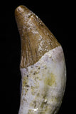 20685 - Extremely Rare 2.39 Inch Pappocetus lugardi (Whale Ancestor) Incisor Rooted Tooth