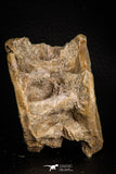 07641 - Top Beautiful 2.81 Inch Enchodus libycus Vertebra Bone Late Cretaceous