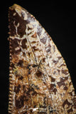 05159 - Nice Serrated 0.71 Inch Abelisaur Dinosaur Tooth Cretaceous KemKem Beds