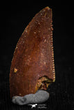 05159 - Nice Serrated 0.71 Inch Abelisaur Dinosaur Tooth Cretaceous KemKem Beds