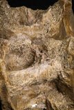 07641 - Top Beautiful 2.81 Inch Enchodus libycus Vertebra Bone Late Cretaceous