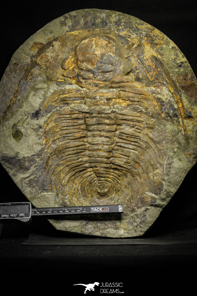 22085 - Huge 12.99 Inch Acadoparadoxides levisetti Cambrian Trilobite