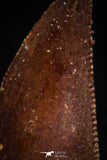 05159 - Nice Serrated 0.71 Inch Abelisaur Dinosaur Tooth Cretaceous KemKem Beds