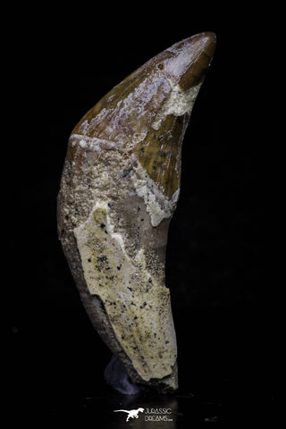 20686 - Extremely Rare 2.24 Inch Pappocetus lugardi (Whale Ancestor) Incisor Rooted Tooth