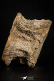 07641 - Top Beautiful 2.81 Inch Enchodus libycus Vertebra Bone Late Cretaceous