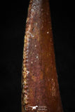 05159 - Nice Serrated 0.71 Inch Abelisaur Dinosaur Tooth Cretaceous KemKem Beds