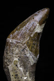 20686 - Extremely Rare 2.24 Inch Pappocetus lugardi (Whale Ancestor) Incisor Rooted Tooth