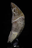 20686 - Extremely Rare 2.24 Inch Pappocetus lugardi (Whale Ancestor) Incisor Rooted Tooth
