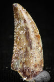 05160 - Nice Serrated 0.63 Inch Abelisaur Dinosaur Tooth Cretaceous KemKem Beds